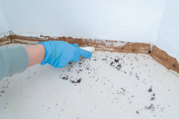 Flea Control Services in Prairie Ridge, WA